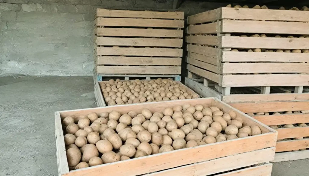 Ażurowe skrzyniopalety drewniane na warzywa sztaplowane w magazynie, wypełnione ziemniakami.